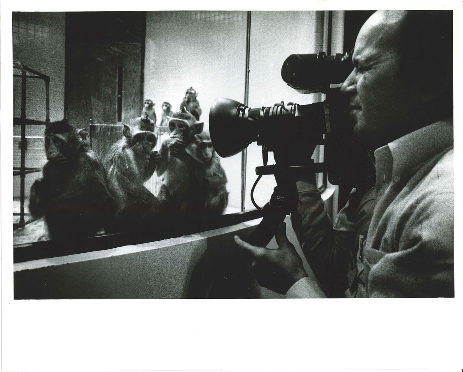 A group of primates at the NEPRC.