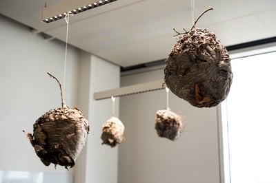 Cover image for Wasp nests in Gortler's office