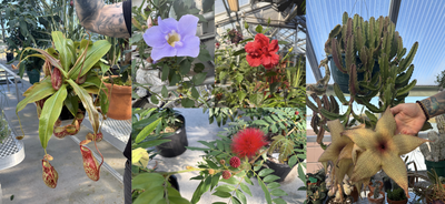 Cover image for Fabulous plants