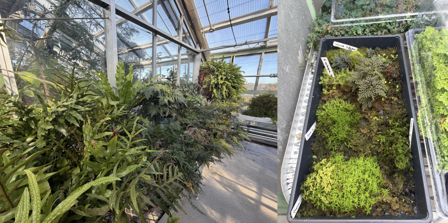 This diverse set of ferns (left) and mosses (right) from across the world help teach plant physiology and biodiversity classes at Harvard.