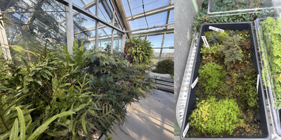 Cover image for Diverse ferns