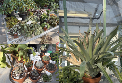 Cover image for Tropical plants