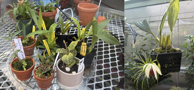 Cover image for Greenhouse Orchids