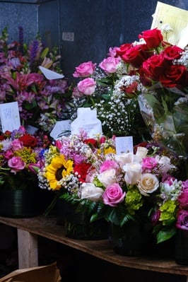 Cover image for What Blooms on Brattle Street