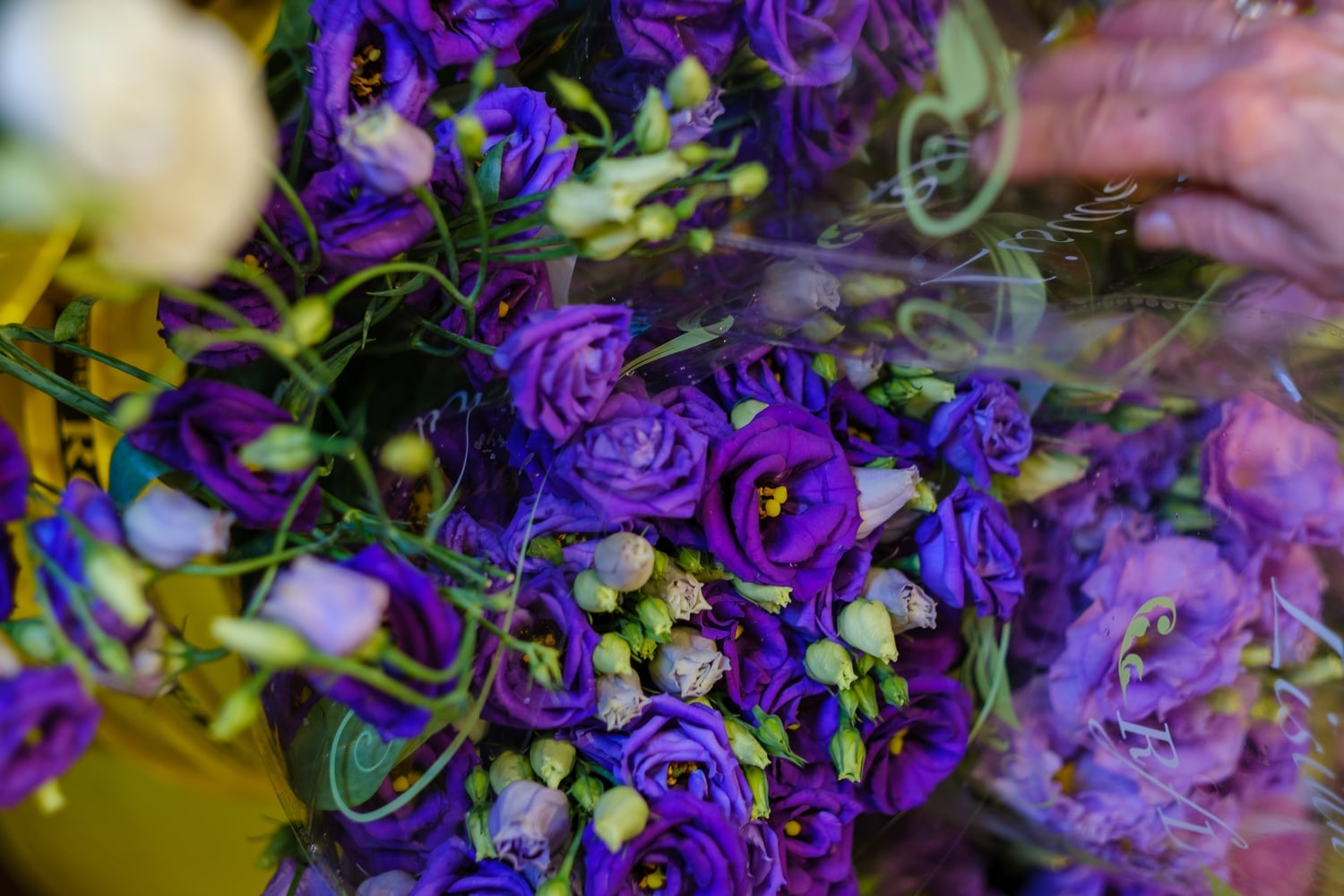 Purple flowers at the Brattle Square Florist.