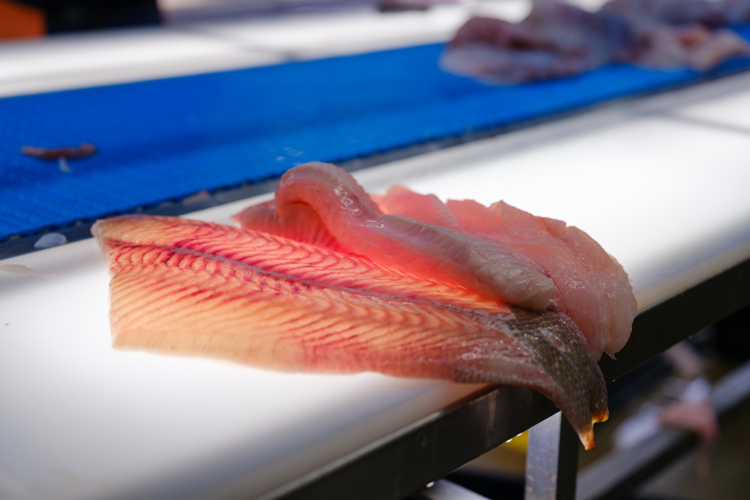 Filleting Red's Best Fish | Magazine | The Harvard Crimson