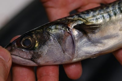 Cover image for How HUDS Gets Its Fish