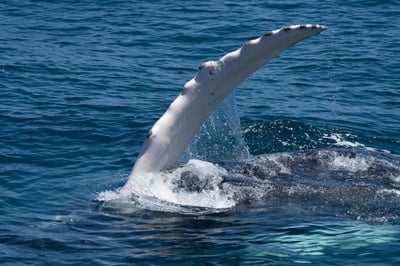Cover image for Researchers Document Rare Sperm Whale Birth, Find Evidence of Cooperative Behavior
