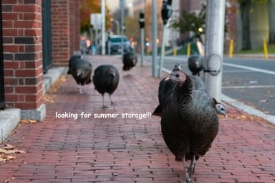 Cover image for Alternative Ways to Summer Storage