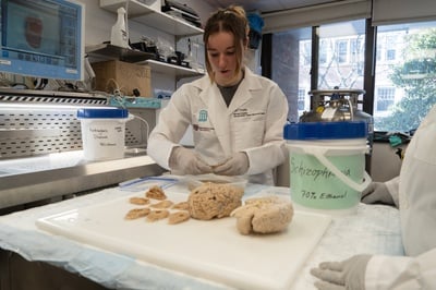 Cover image for Year in Photos, January: Brains