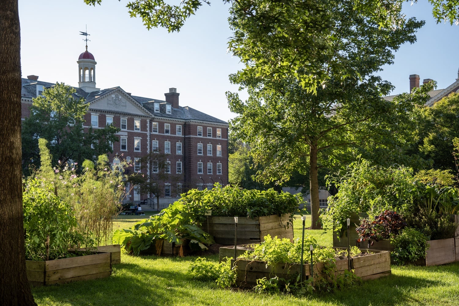 The Quad Garden is a collection of 33 raised beds near Cabot House. It represents an alternate vision for living and learning at a university.