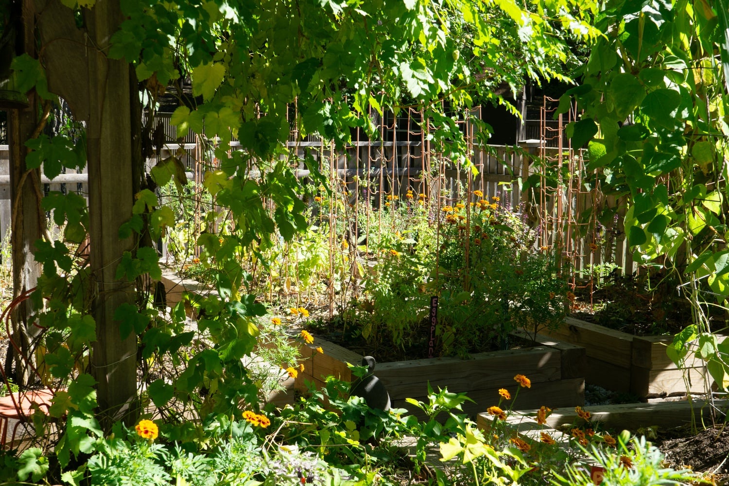 There are purple cosmos in the Harvard Divinity School garden, and golden marigolds growing between eggplants, herbs, and ground cherries.
