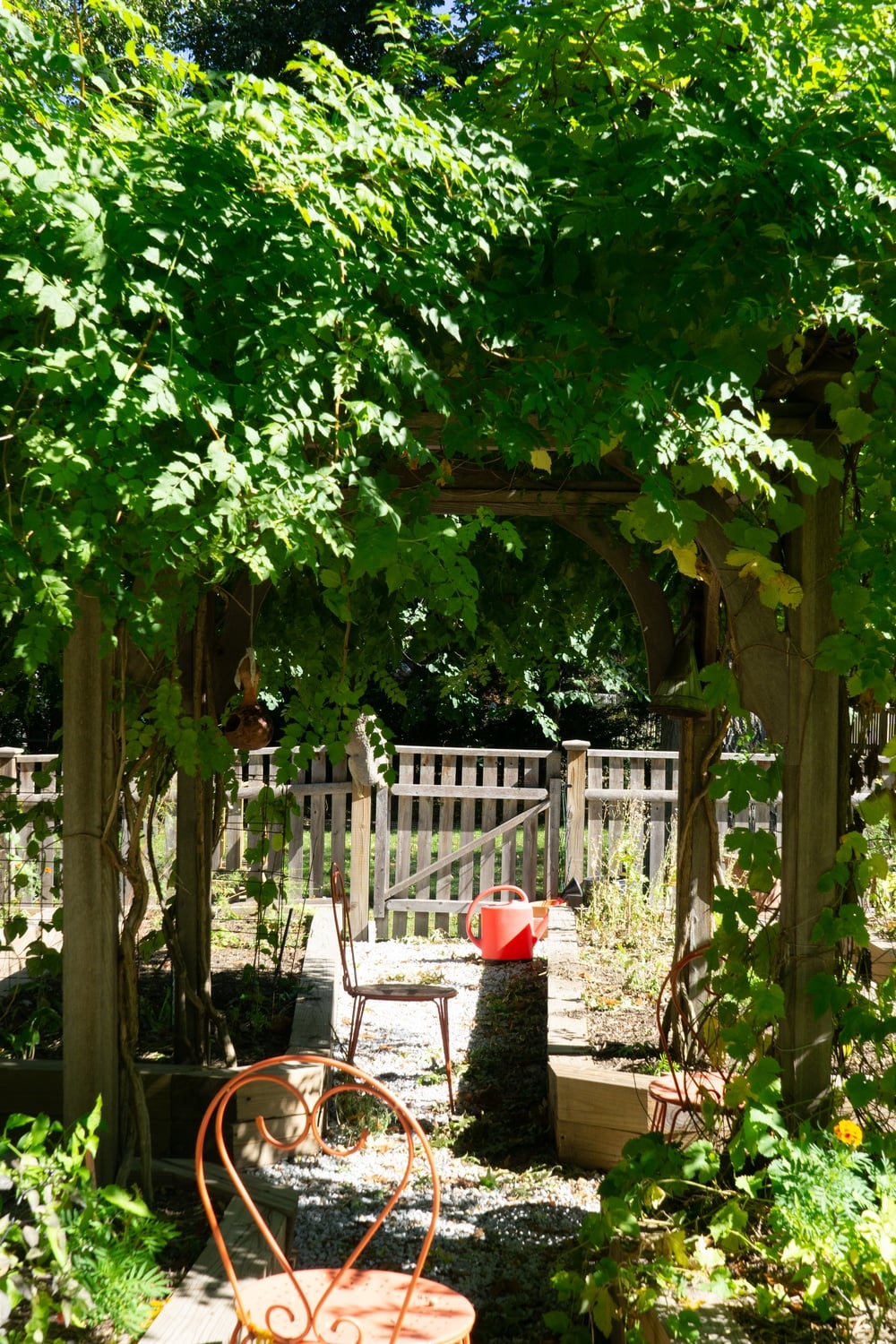 Standing in the center of Harvard Divinity School's fenced-off garden is a wooden pergola covered in trumpet vines.