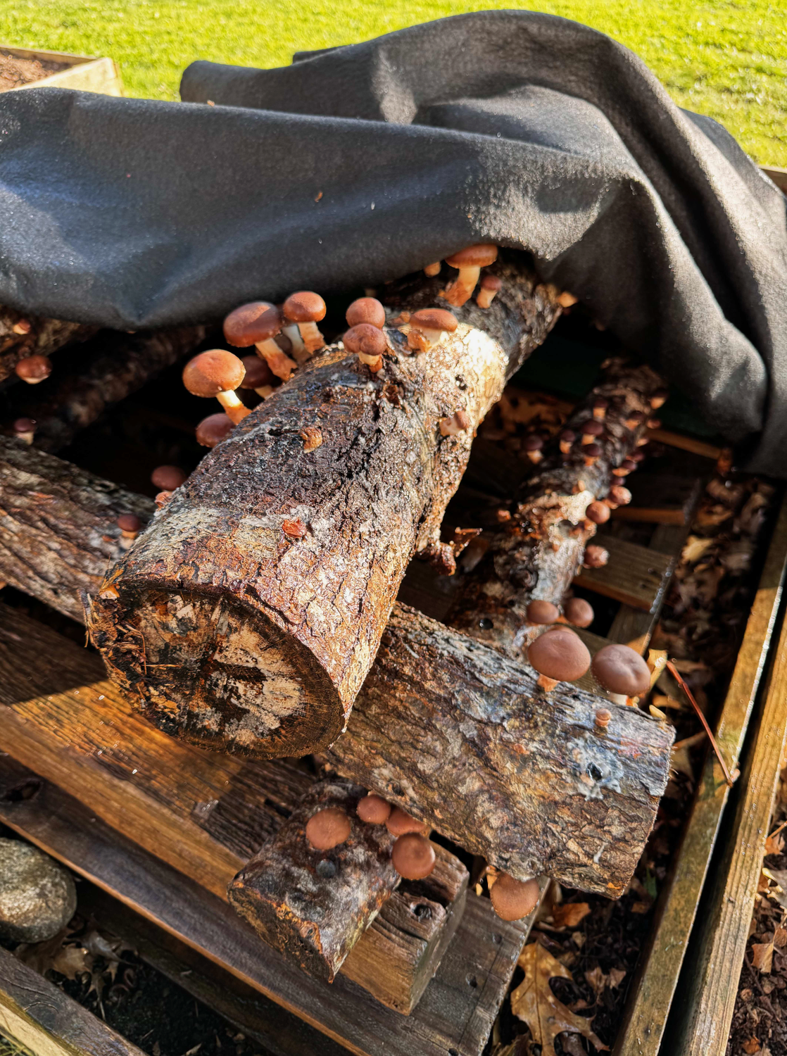 Shitake mushrooms that Whitelaw inoculated with students.