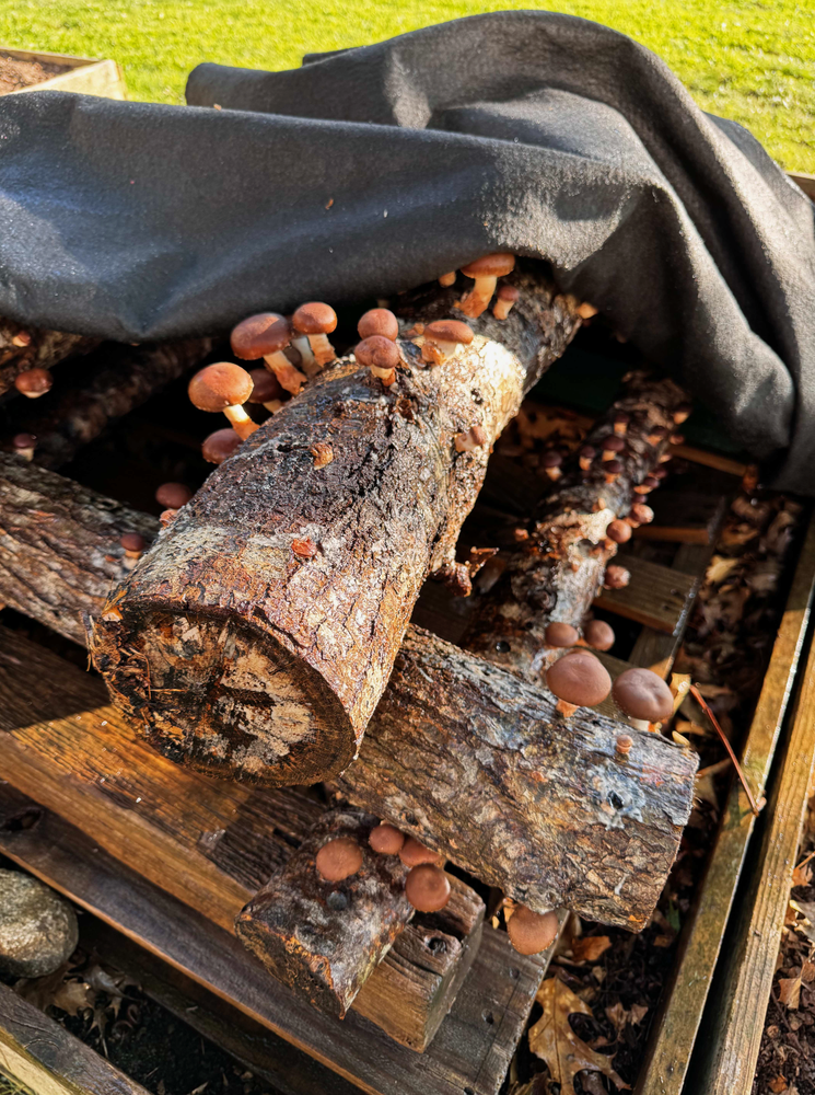 Shitake mushrooms that Whitelaw inoculated with students.
