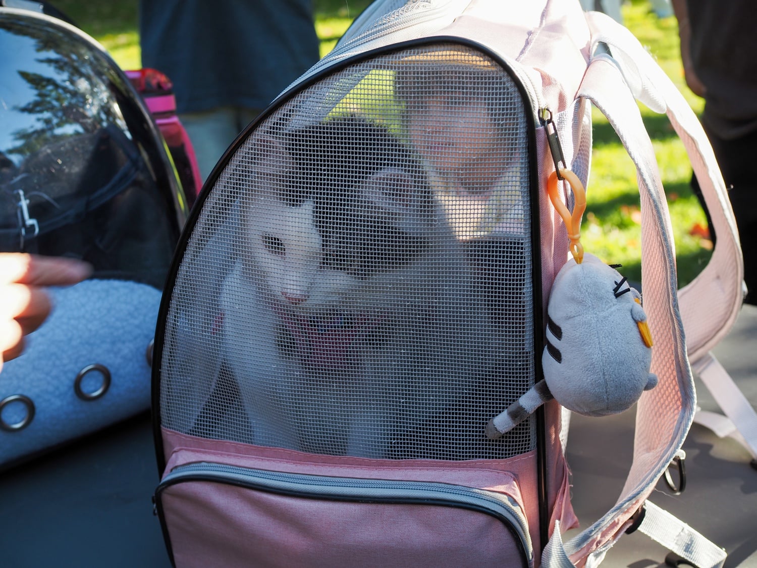 A cat in a carrier backpack at the cat tour.
