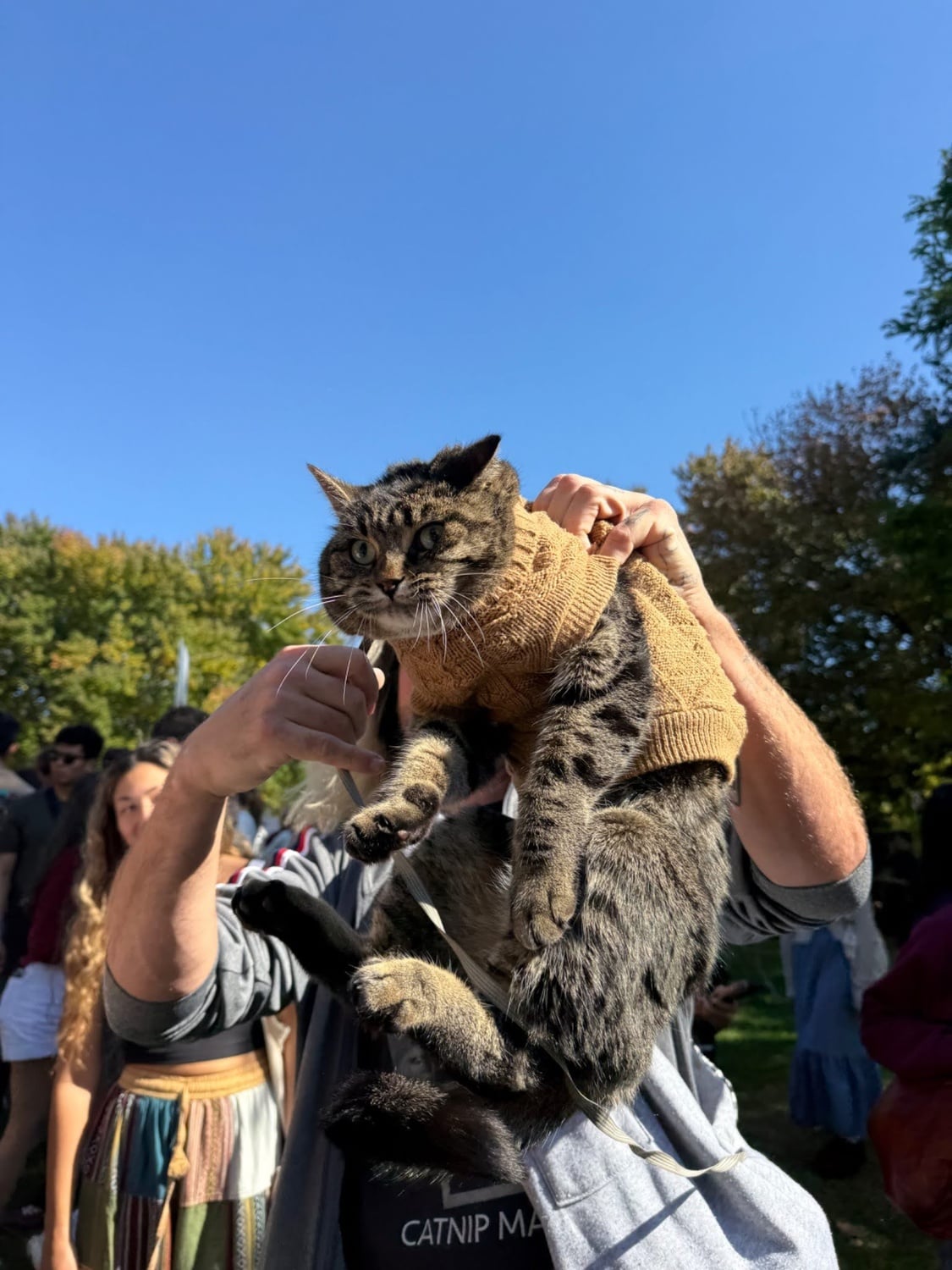 A tabby cat dressed in a tan sweater. Her owner takes her by the scruff, dangling the cat's hind legs in the air before placing her on the grass.