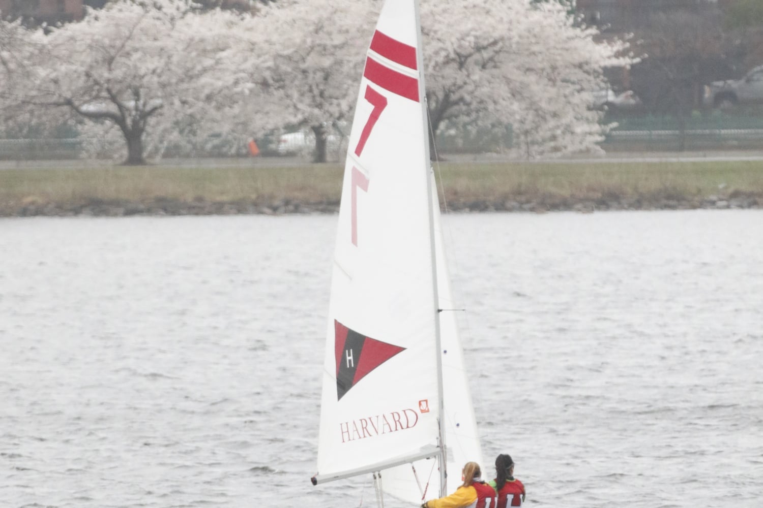 Harvard sailing competes in a regatta in 2019.