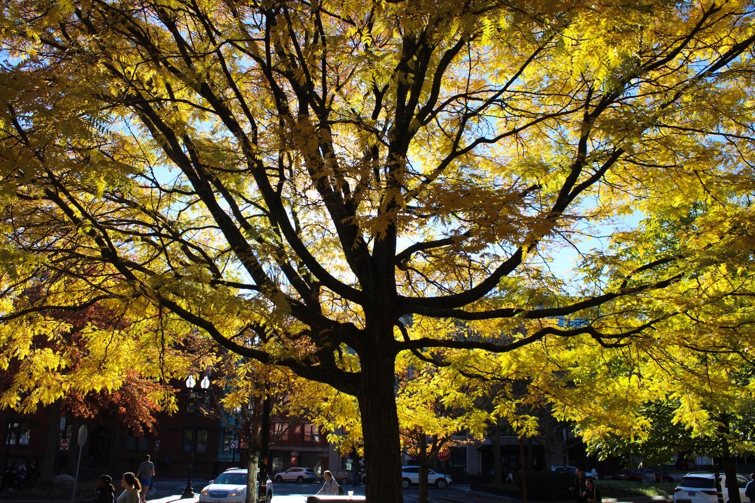 A large tree with autumn leaves on Harvard's campus.